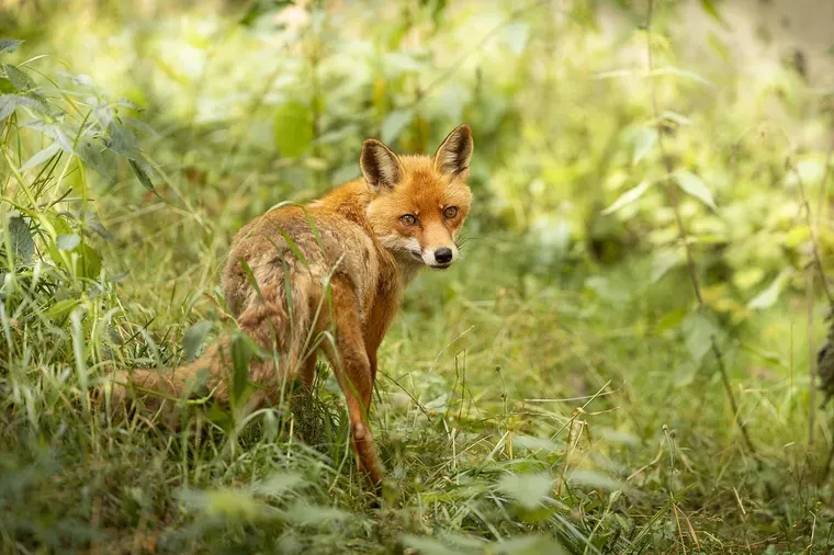 Renard roux dans l'herbe haute, tourné vers l'objectif