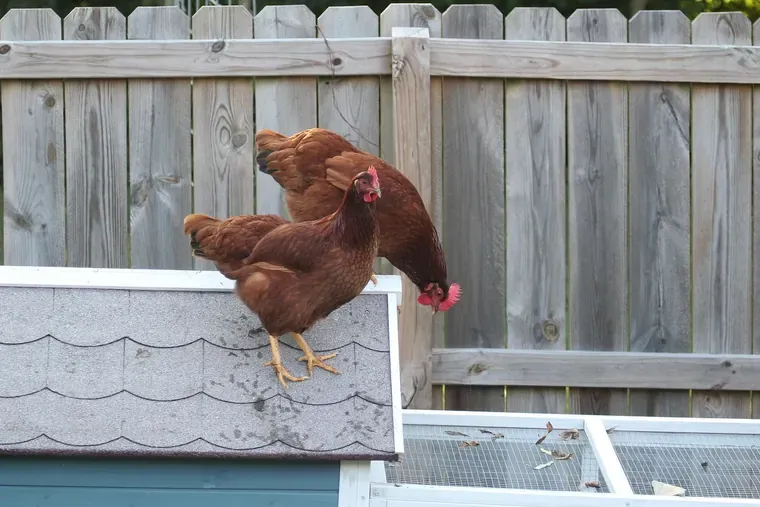 Des poules perchées sur le toit en bardeaux d’un petit abri, devant une palissade en bois.