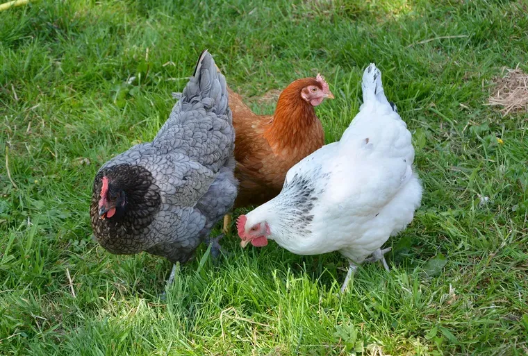 Trois poules, une grise, une rousse et une blanche, sur l’herbe