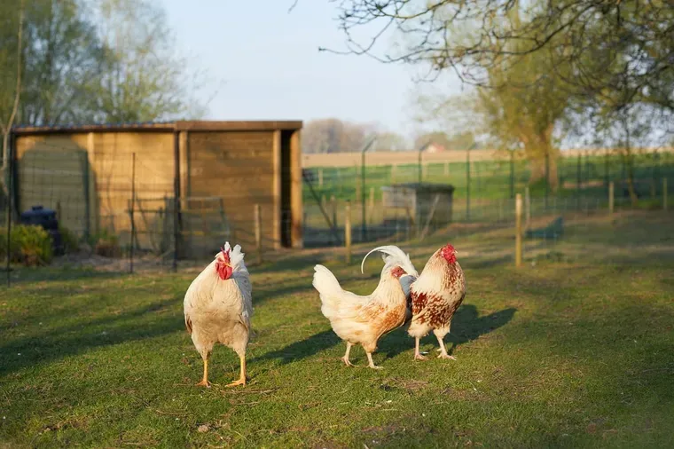 Trois poules sur une pelouse, devant un abri en planches de bois et un enclos grillagé, avec des arbres et un champ à l'arrière-plan